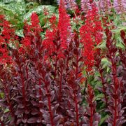 Sedum 'Touchdown Teak' Alternate Image 3