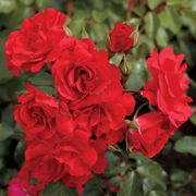 Crush on You Floribunda Rose Thumb