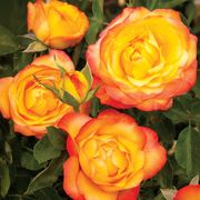 Summer Surprise 36-Inch Tree Rose Thumb