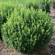 Buxus Sprinter&reg; Boxwood Thumb