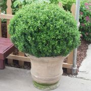 Buxus Sprinter&reg; Boxwood Alternate Image 1