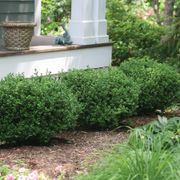 Buxus Sprinter&reg; Boxwood Alternate Image 2