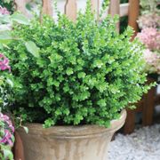 Buxus Sprinter&reg; Boxwood Alternate Image 3