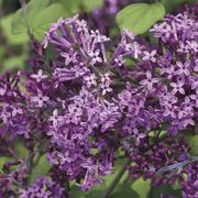 Syringa Bloomerang&reg; Dark Purple Thumb