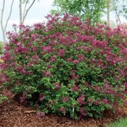Syringa Bloomerang&reg; Dark Purple Alternate Image 2