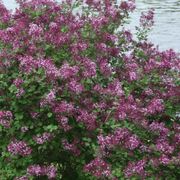 Syringa Bloomerang&reg; Dark Purple Alternate Image 4