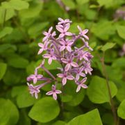 Syringa Bloomerang&reg; Dark Purple Alternate Image 5