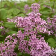 Syringa Bloomerang&reg; Dark Purple Alternate Image 6