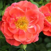 Oso Easy&reg; Mango Salsa Shrub Rose Thumb