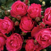 Fiji&trade; Eleganza&reg; Hybrid Tea Rose Thumb