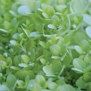 Hydrangea Little Lime&reg; Panicle Hydrangea Alternate Image 2