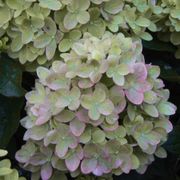 Hydrangea Little Lime&reg; Panicle Hydrangea Alternate Image 3