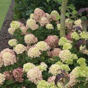 Hydrangea Little Lime&reg; Panicle Hydrangea Alternate Image 4