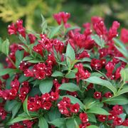 Weigela Sonic Bloom&reg; Red Thumb
