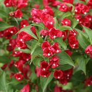 Weigela Sonic Bloom&reg; Red Alternate Image 2