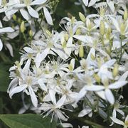 Clematis Sweet Autumn Thumb