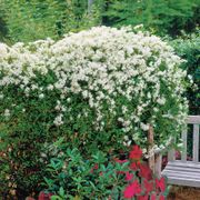 Clematis Sweet Autumn Alternate Image 1