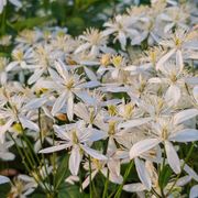 Clematis Sweet Autumn Alternate Image 4