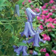 Clematis 'Betty Corning' Thumb