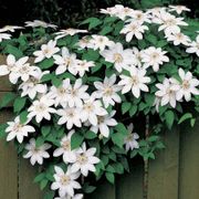 Henryi Clematis Thumb