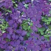 Jackmanii Clematis Alternate Image 3