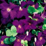 Jackmanii Clematis Alternate Image 4