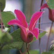 Princess Diana Clematis Thumb