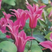 Princess Diana Clematis Alternate Image 1