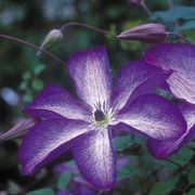 Venosa Violacea Clematis Thumb