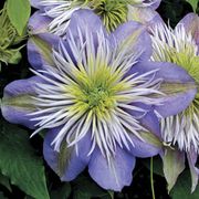 Crystal Fountain&trade; Clematis Thumb