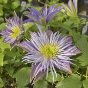 Crystal Fountain&trade; Clematis Alternate Image 2