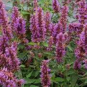 Agastache 'Blue Boa' Hyssop Alternate Image 3