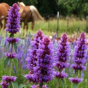 Agastache 'Blue Boa' Hyssop Alternate Image 4