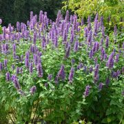 Agastache 'Blue Boa' Hyssop Alternate Image 5