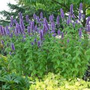 Agastache 'Blue Boa' Hyssop Alternate Image 6