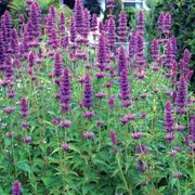 Agastache 'Blue Boa' Hyssop Alternate Image 7