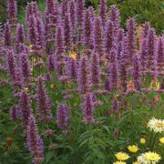 Agastache 'Blue Boa' Hyssop Alternate Image 8