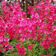 Penstemon Cha Cha&trade; 'Hot Pink' Beardtongue Thumb
