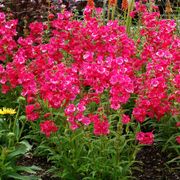 Penstemon Cha Cha&trade; 'Hot Pink' Beardtongue Alternate Image 1