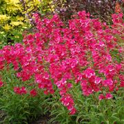Penstemon Cha Cha&trade; 'Hot Pink' Beardtongue Alternate Image 2