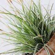 Carex EverColor&reg; Everest  Sedge Alternate Image 4