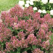 Hydrangea Little Quick Fire&reg; Panicle Hydrangea Thumb