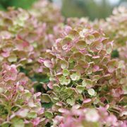 Hydrangea Little Quick Fire&reg; Panicle Hydrangea Alternate Image 2