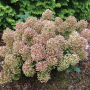 Hydrangea Little Quick Fire&reg; Panicle Hydrangea Alternate Image 3