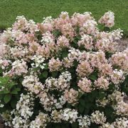 Hydrangea Little Quick Fire&reg; Panicle Hydrangea Alternate Image 4