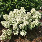Hydrangea Little Quick Fire&reg; Panicle Hydrangea Alternate Image 5