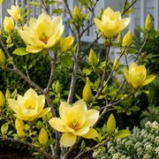 Magnolia 'Butterflies' Thumb