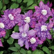 Clematis Diamantina&trade; Alternate Image 1