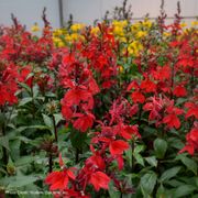 Starship Scarlet Cardinal Flower Alternate Image 1