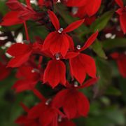 Starship Scarlet Cardinal Flower Alternate Image 2